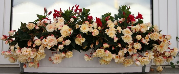 4K Begonia flowers in a window box