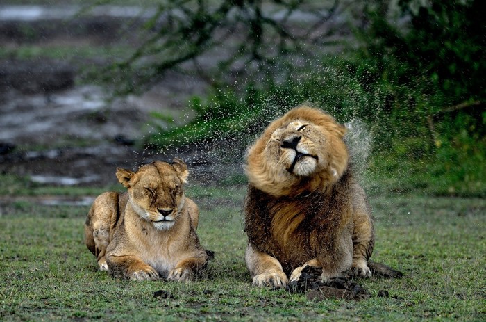Lions shaking off water in the rain