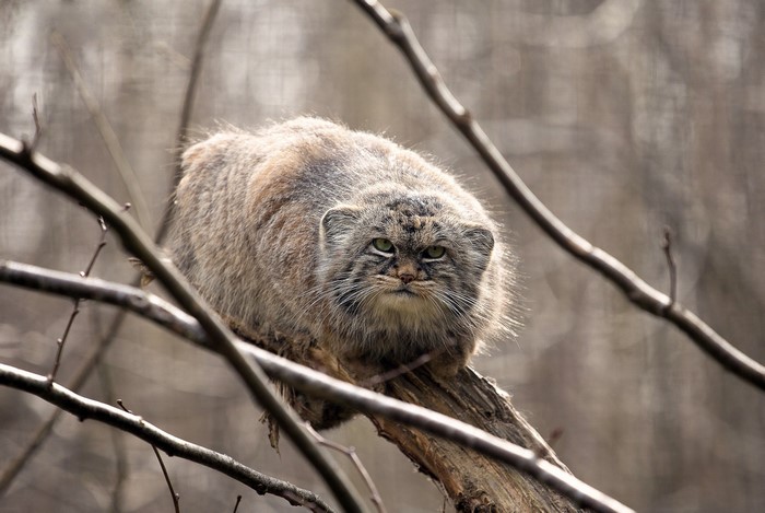 Pallas Cat on Branches