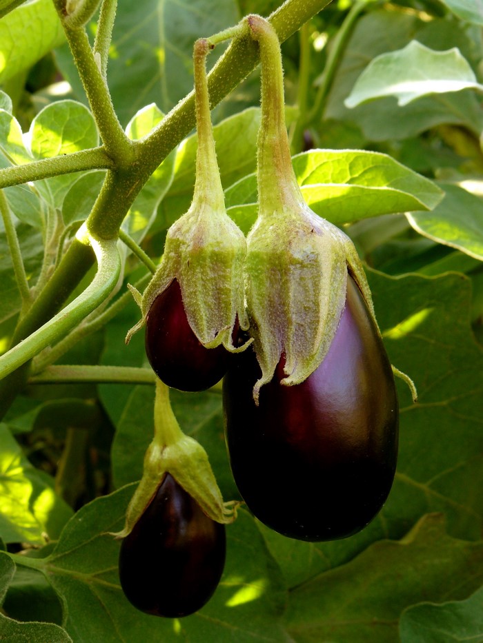 Three eggplants growing on a plant