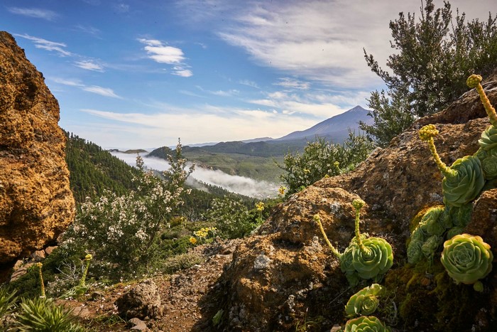Mountain landscape with succulents and clouds in Tenerife, Canary Islands