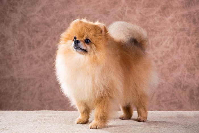 Pomeranian Spitz Dog