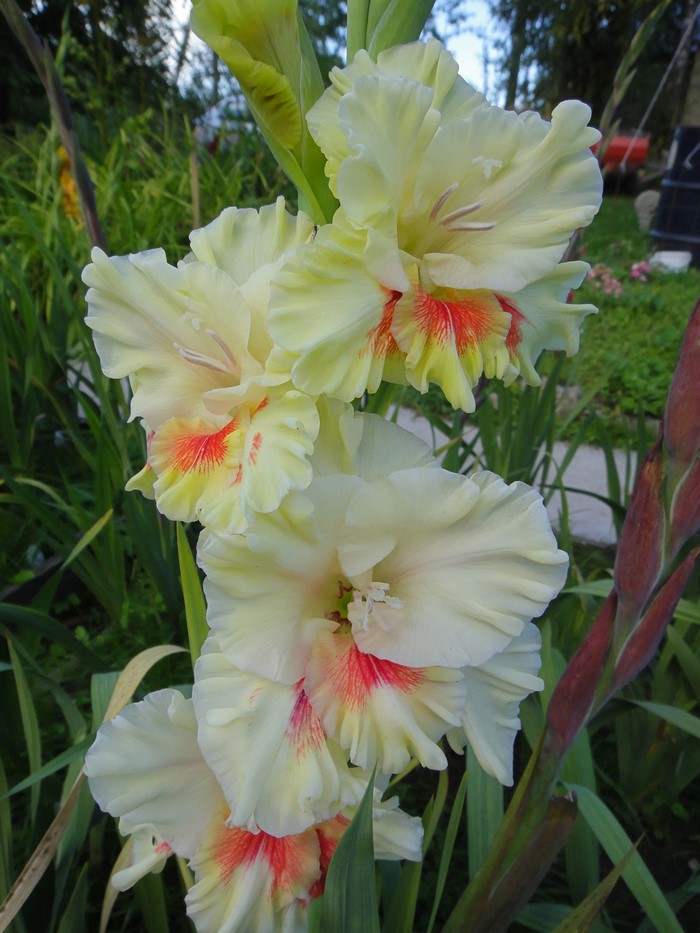 Close-up of pale yellow Gladiolus flowers with red markings