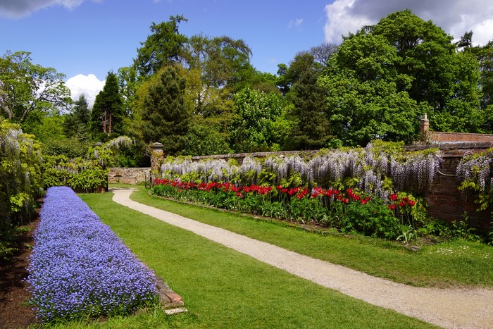 Wisteria and Tulips Garden Path at Calke Abbey, United Kingdom