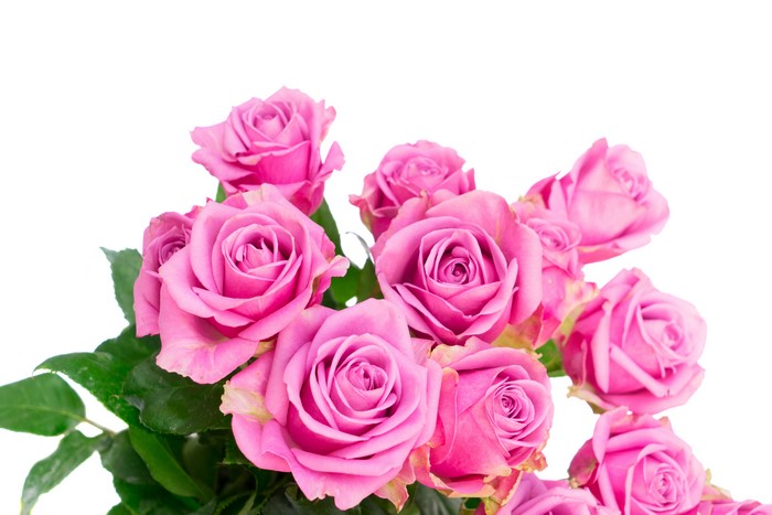Pink Roses Closeup