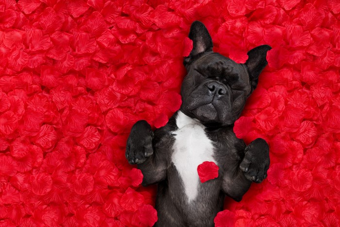 French Bulldog Sleeping on Red Petals