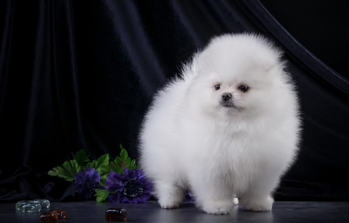 White Pomeranian puppy with purple flowers