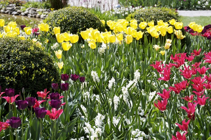 Colorful tulips and manicured bushes in a garden