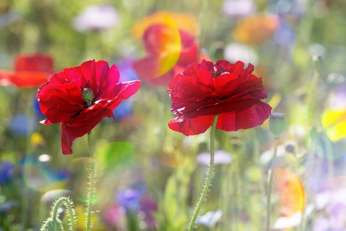 Two red poppies in a field of wildflowers