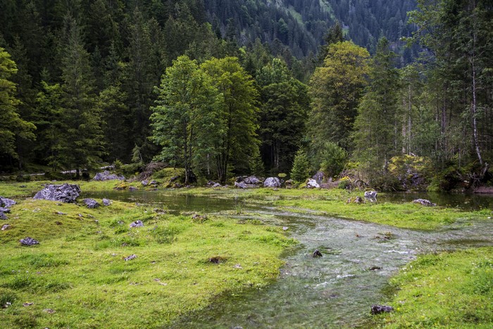 Stream flowing through a grassy meadow with a forest backdrop in Gosau, Austria