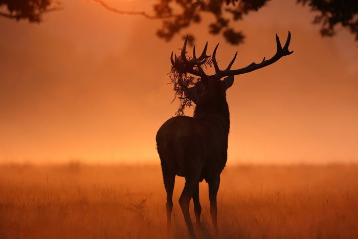 Silhouette of a stag with antlers covered in foliage at sunset