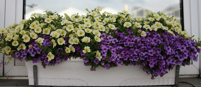 Window box with yellow and purple petunias