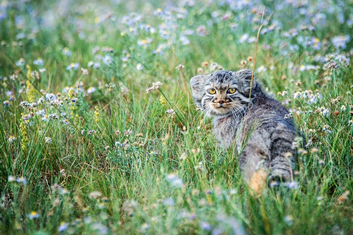 Pallas Cat in a field of flowers