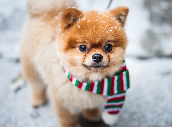Pomeranian dog wearing a scarf in the snow