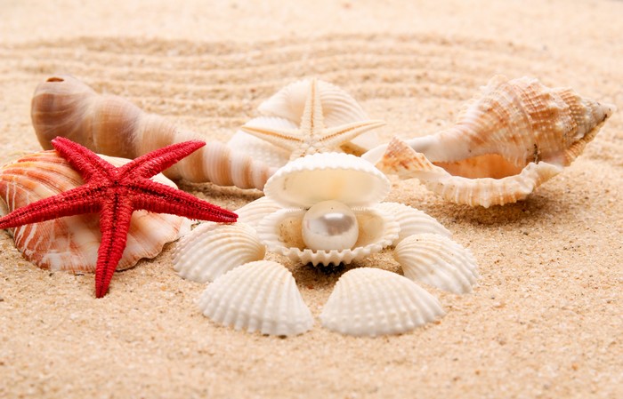 Shells, Pearl, Starfish, and Sand