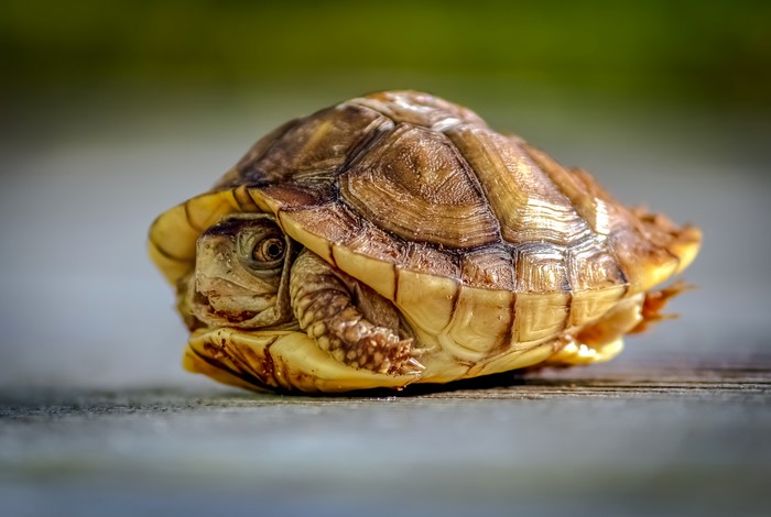 4K Closeup of a Turtle