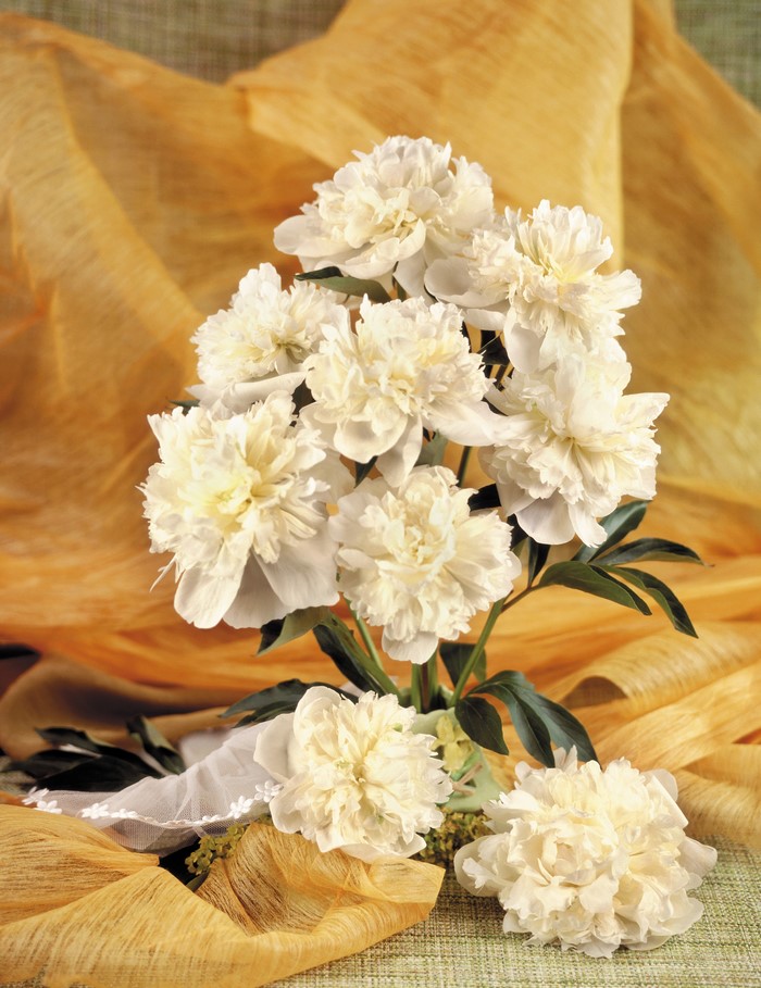 White Peonies with Yellow Draping