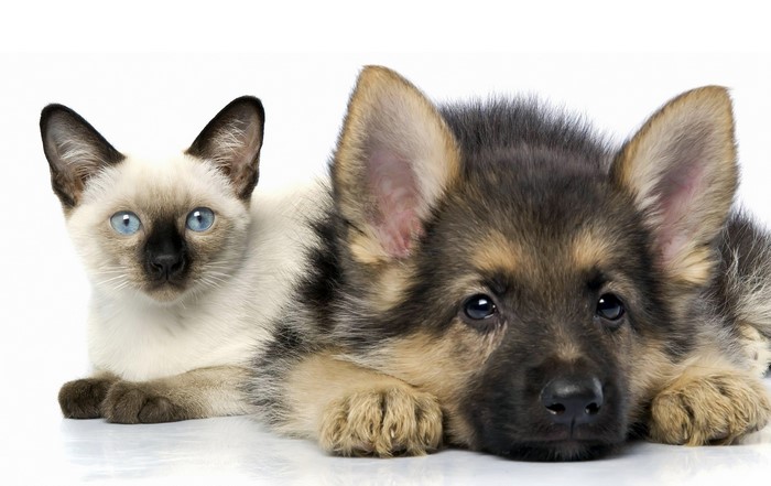 Siamese kitten and German Shepherd puppy
