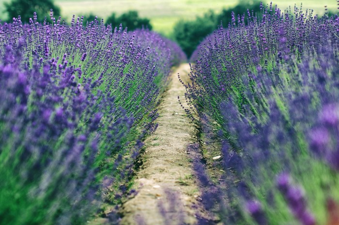 Lavender fields with a dirt path