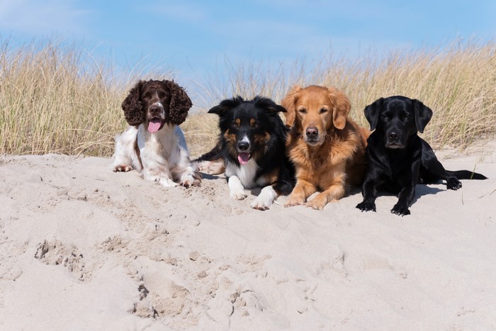 Four dogs on a sandy beach