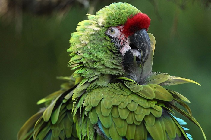 Close-up of a green macaw parrot with red forehead
