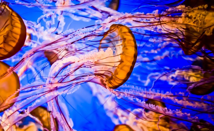 Close-up of orange jellyfish with long tentacles