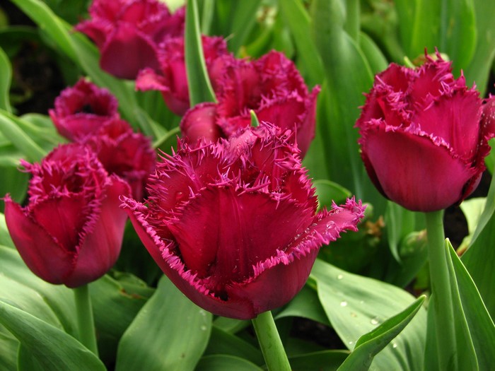 Deep red fringed tulips in bloom