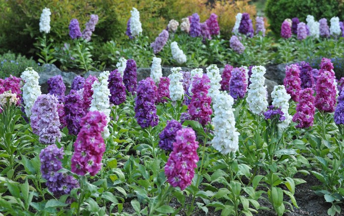 A garden bed filled with colorful Matthiola flowers