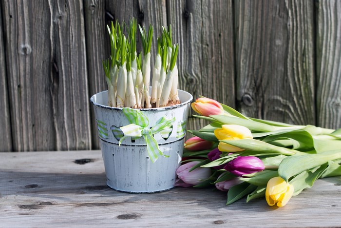Tulips and sprouting bulbs in a bucket