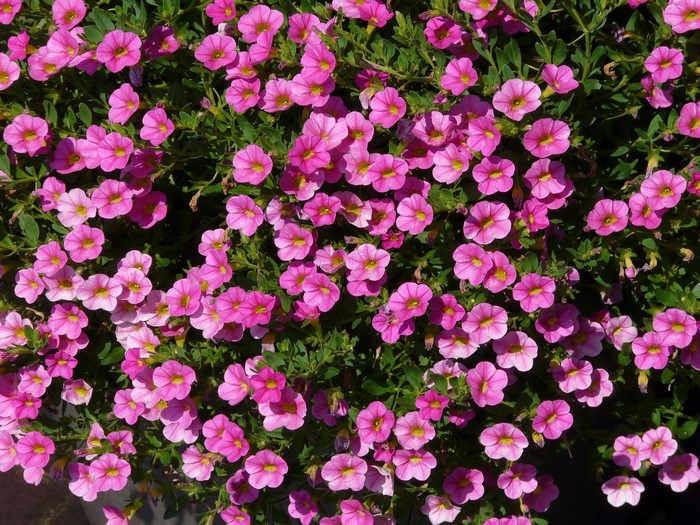 Vibrant Pink Calibrachoa Flowers Blooming