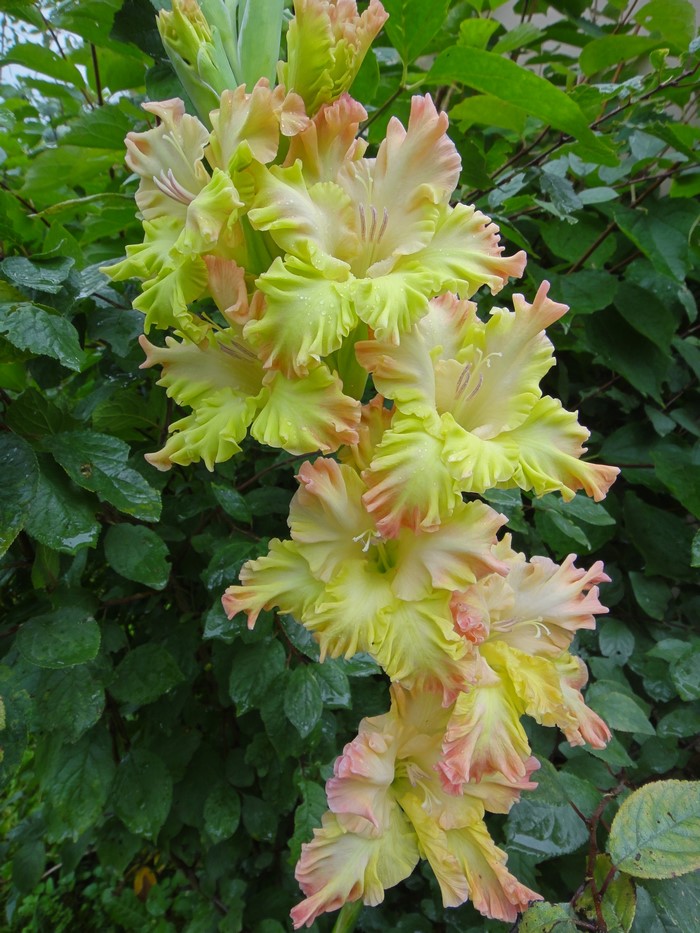Close-up of pale yellow and pink Gladiolus flowers