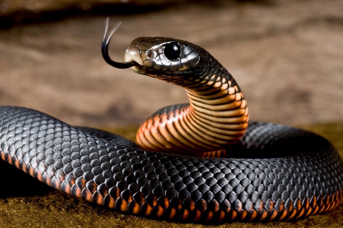 Red-bellied black snake with tongue flicking