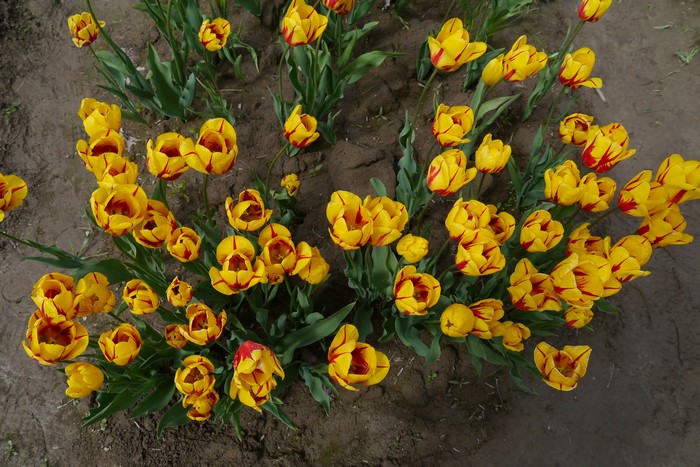 4K Tulips from above