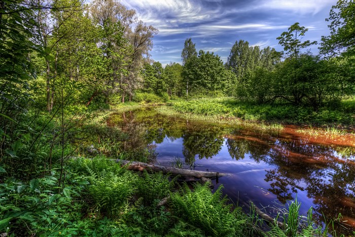 Pond and trees in Nevsky Forest Park, St. Petersburg, Russia