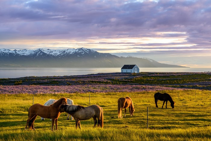 Horses in a field in Iceland with mountains and a house