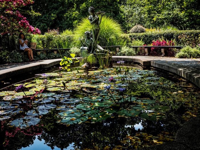 Garden pond with water lilies and sculptures in Central Park