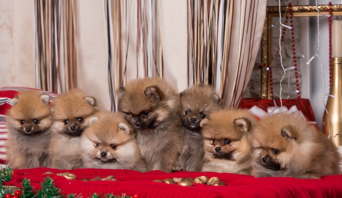 Seven Pomeranian Puppies on a Red Blanket