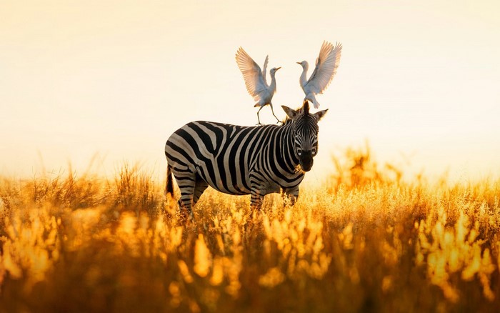 Two egrets standing on a zebra in a field