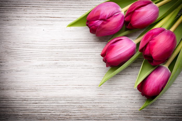 Wine colored tulips on a wooden background