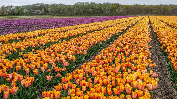 Rows of orange and purple tulips in a field in the Netherlands