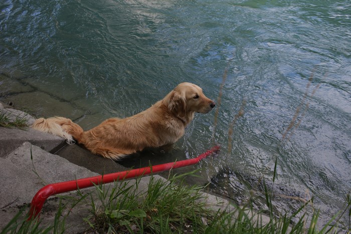 Golden Retriever Dog in Water