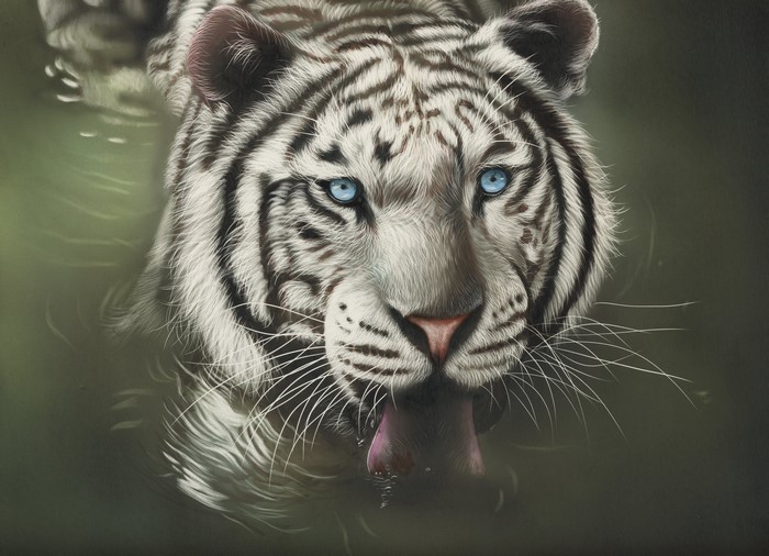 White Tiger with Blue Eyes Drinking Water