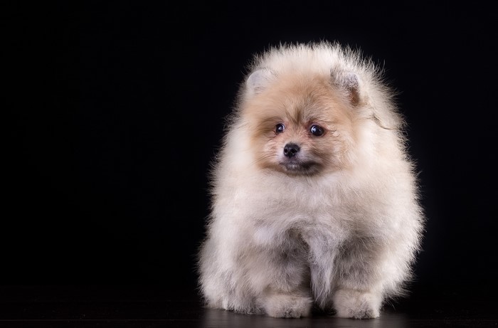 Fluffy Pomeranian puppy on black background