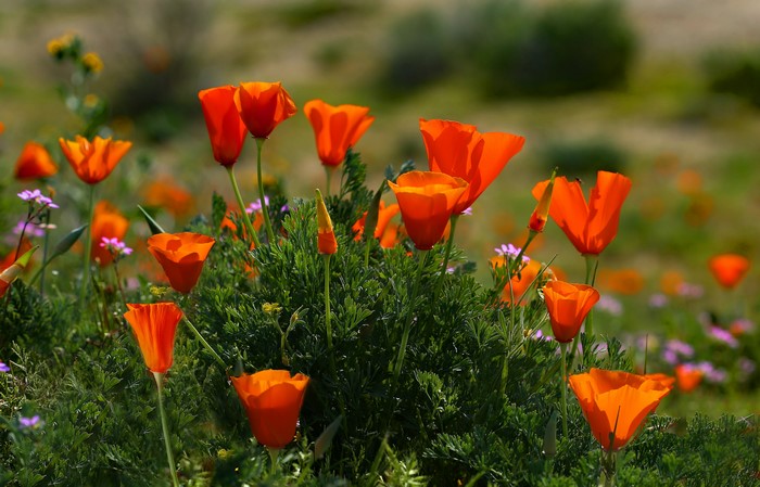 California Poppies in a Field