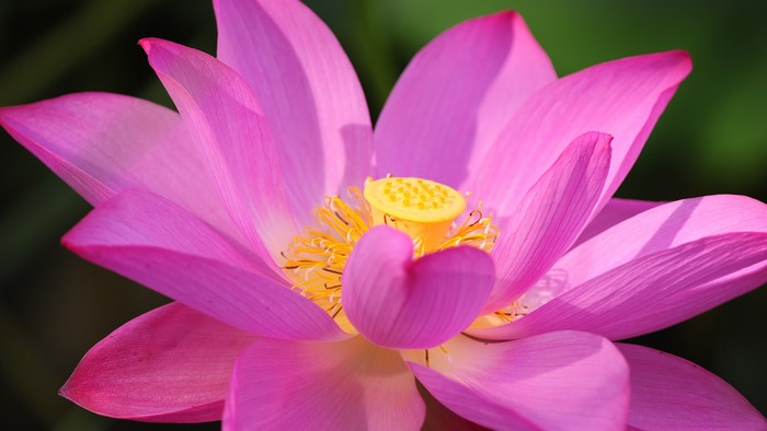4K Lotus Flower Closeup Macro Pink Petals