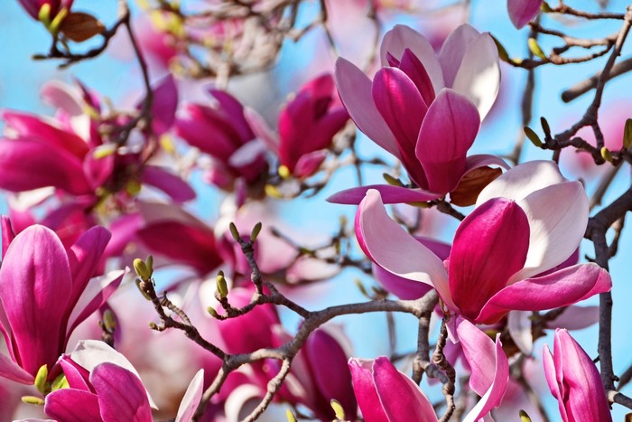 Magnolia flowers on branches against blue sky