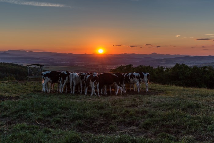 Cows grazing on a hill at sunset