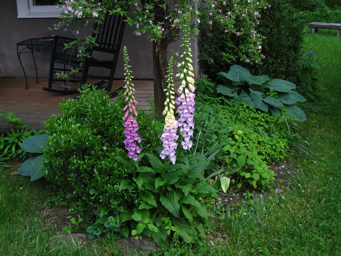 Foxgloves in a garden with a rocking chair