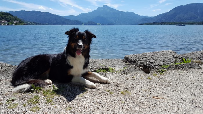 Border Collie by a Lake with Mountains