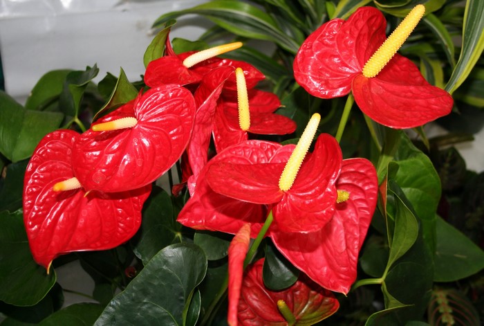 Red Anthurium flowers with yellow spadix